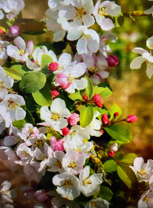 Crab Apple - Malus Professor Sprenger
