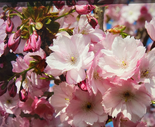 Flowering Cherry - Prunus Beni Yukata