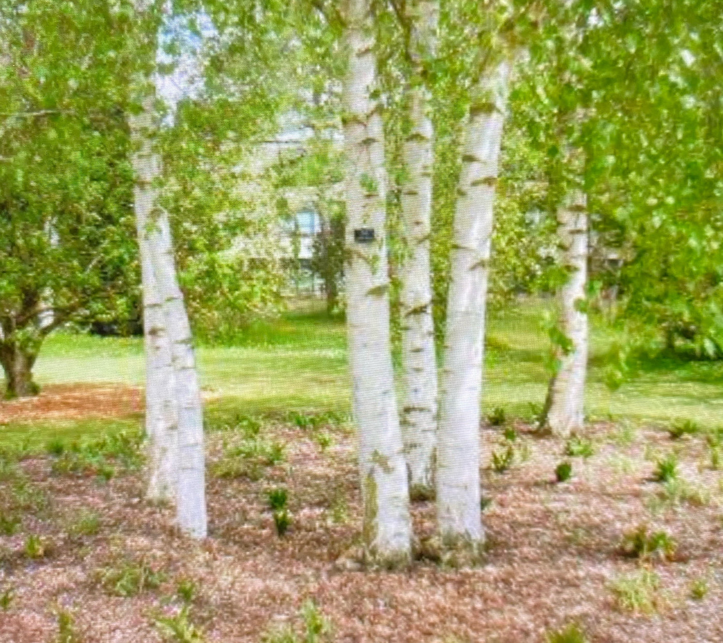 Birch - Betula Pendula - Silver Birch