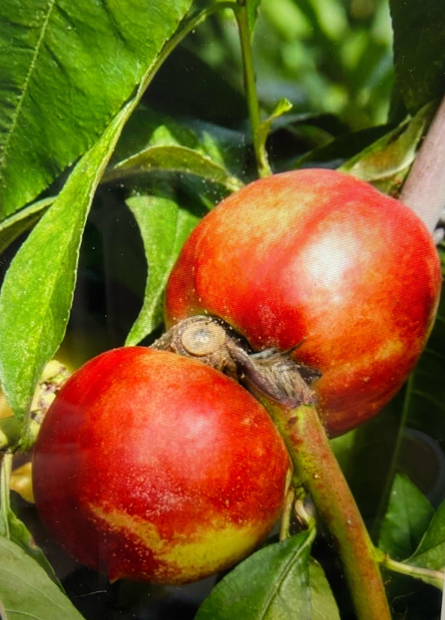 Nectarine - Lord Napier