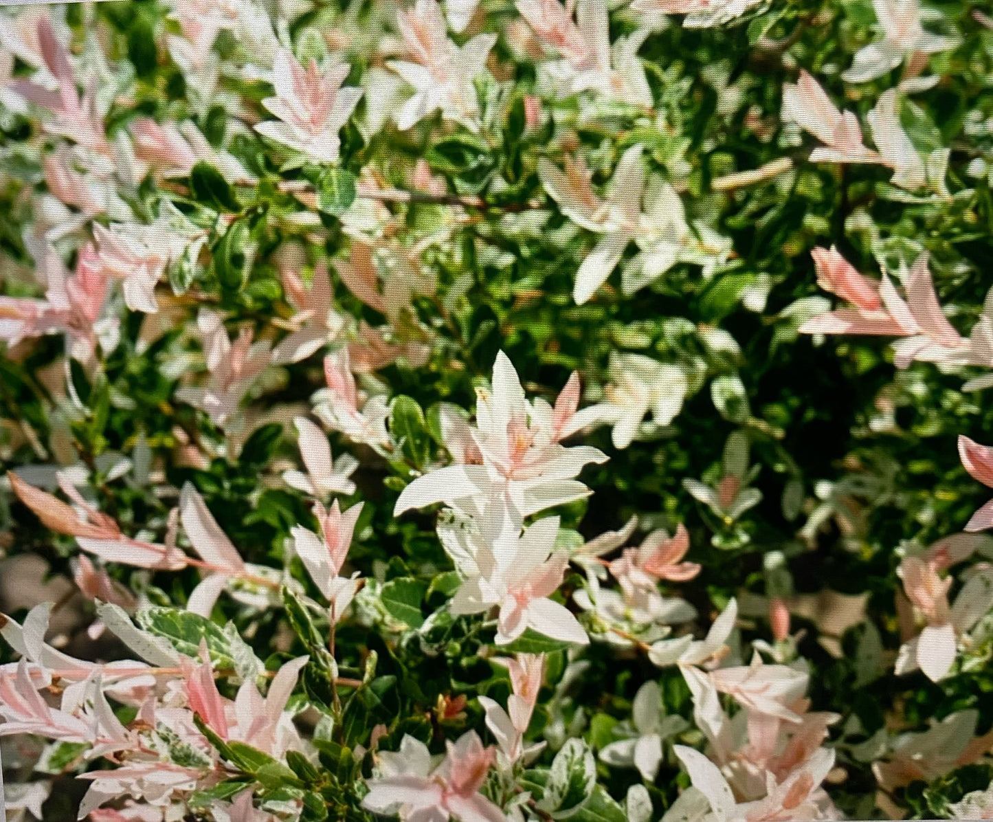 Willow - Salix Nishiki