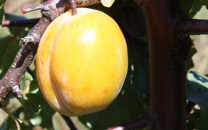 Plum - Coe's Golden Drop