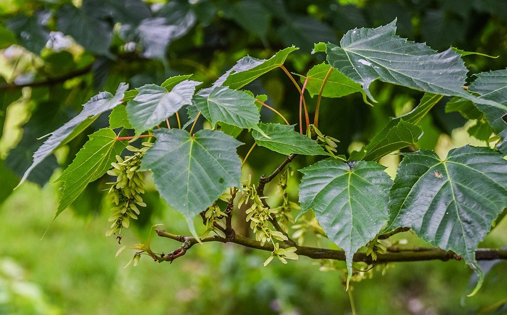 Acer - Caudatifolium