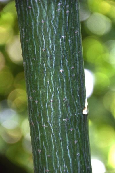 Acer - Caudatifolium