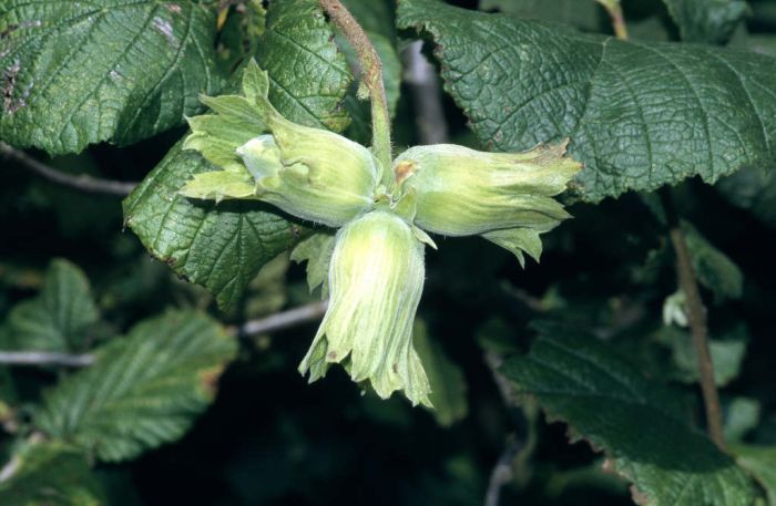 Hazel - Kentish Cob