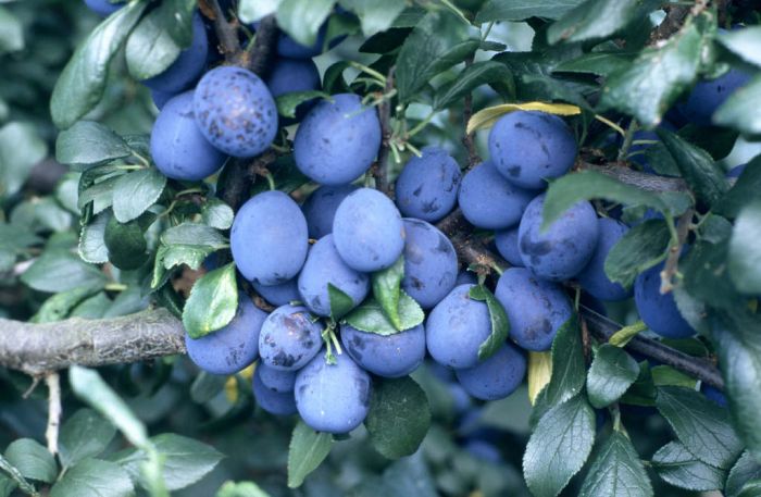 Damson - Farleigh