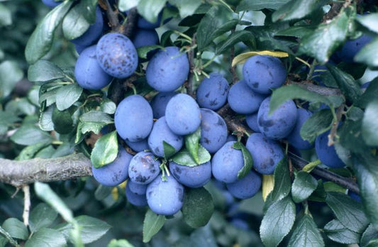Damson - Farleigh
