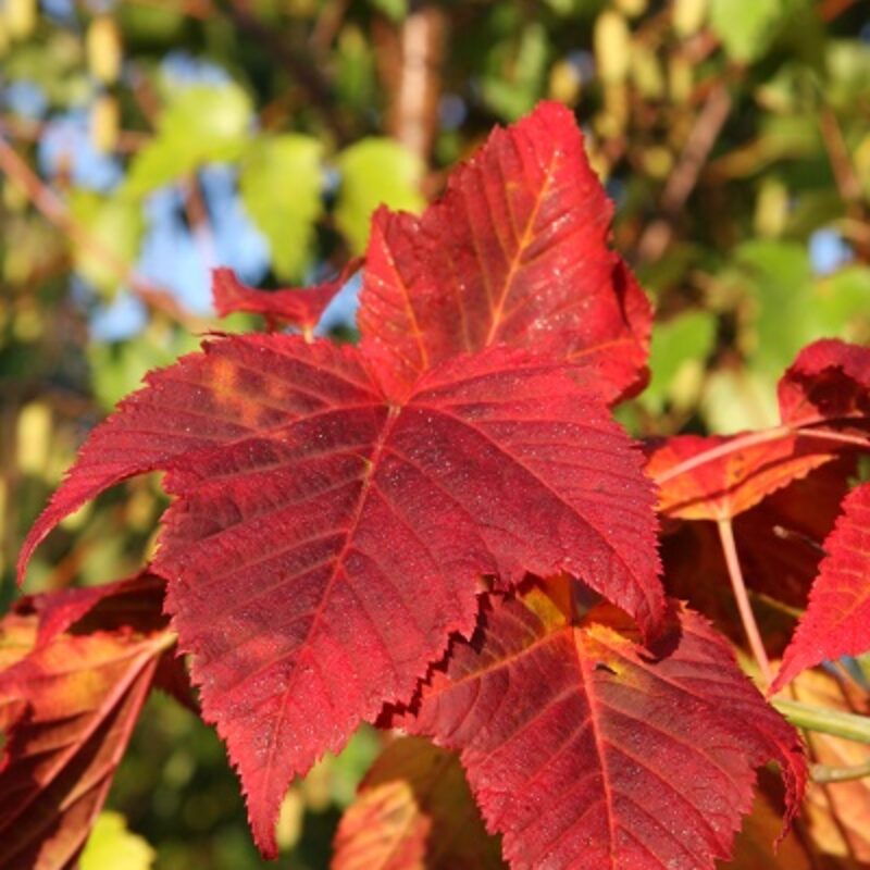 Acer - Rufinerve