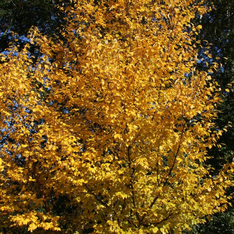 Birch - Betula Papyrifera St George