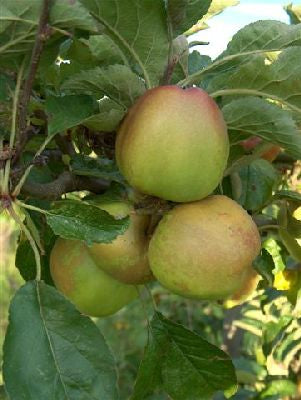 Apple - Sturmer Pippin