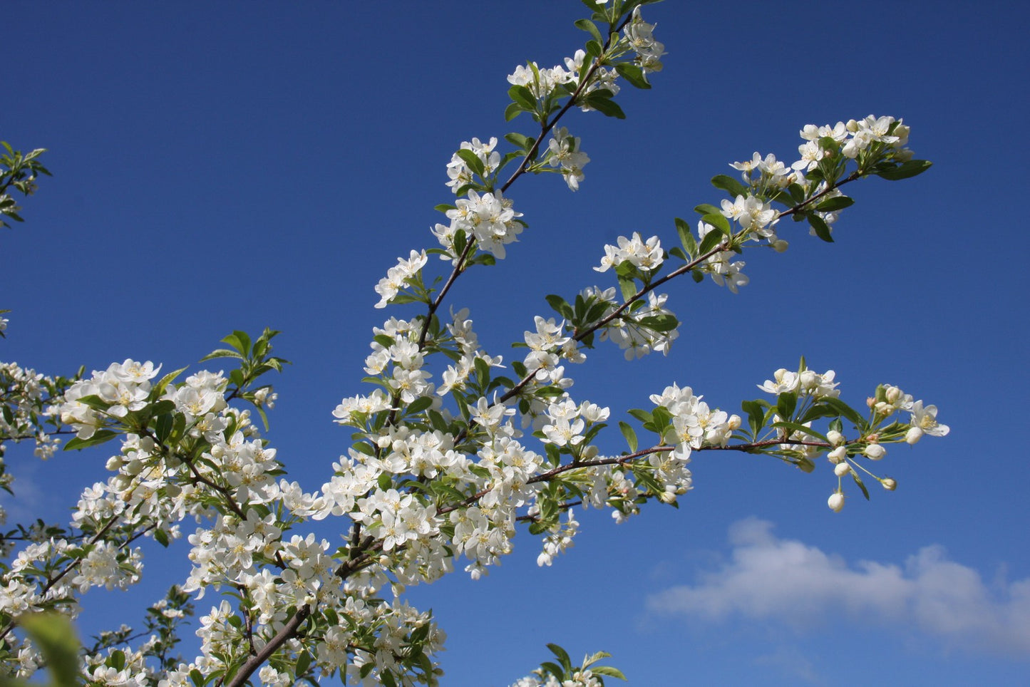 Crab Apple - Malus Transitoria