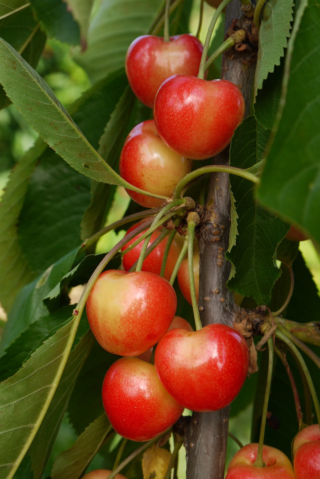 Cherry - Merton Glory