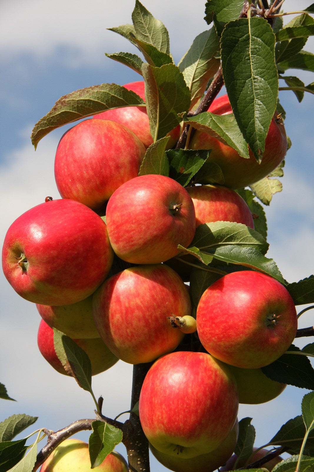 Apple - Falstaff