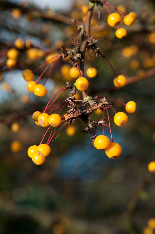 Crab Apple - Malus Transitoria