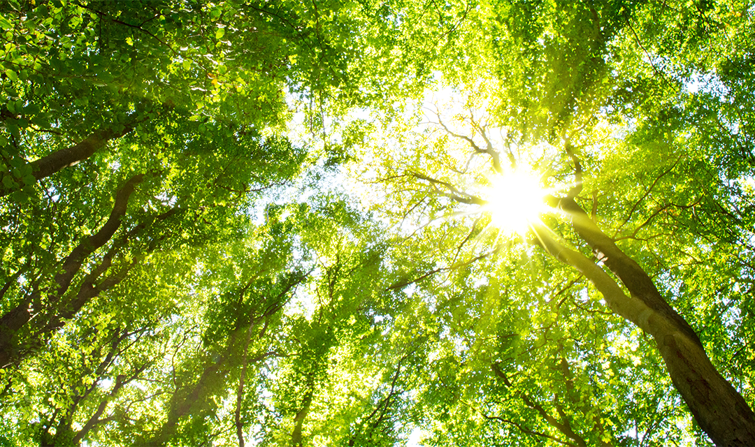 How to choose the right tree?