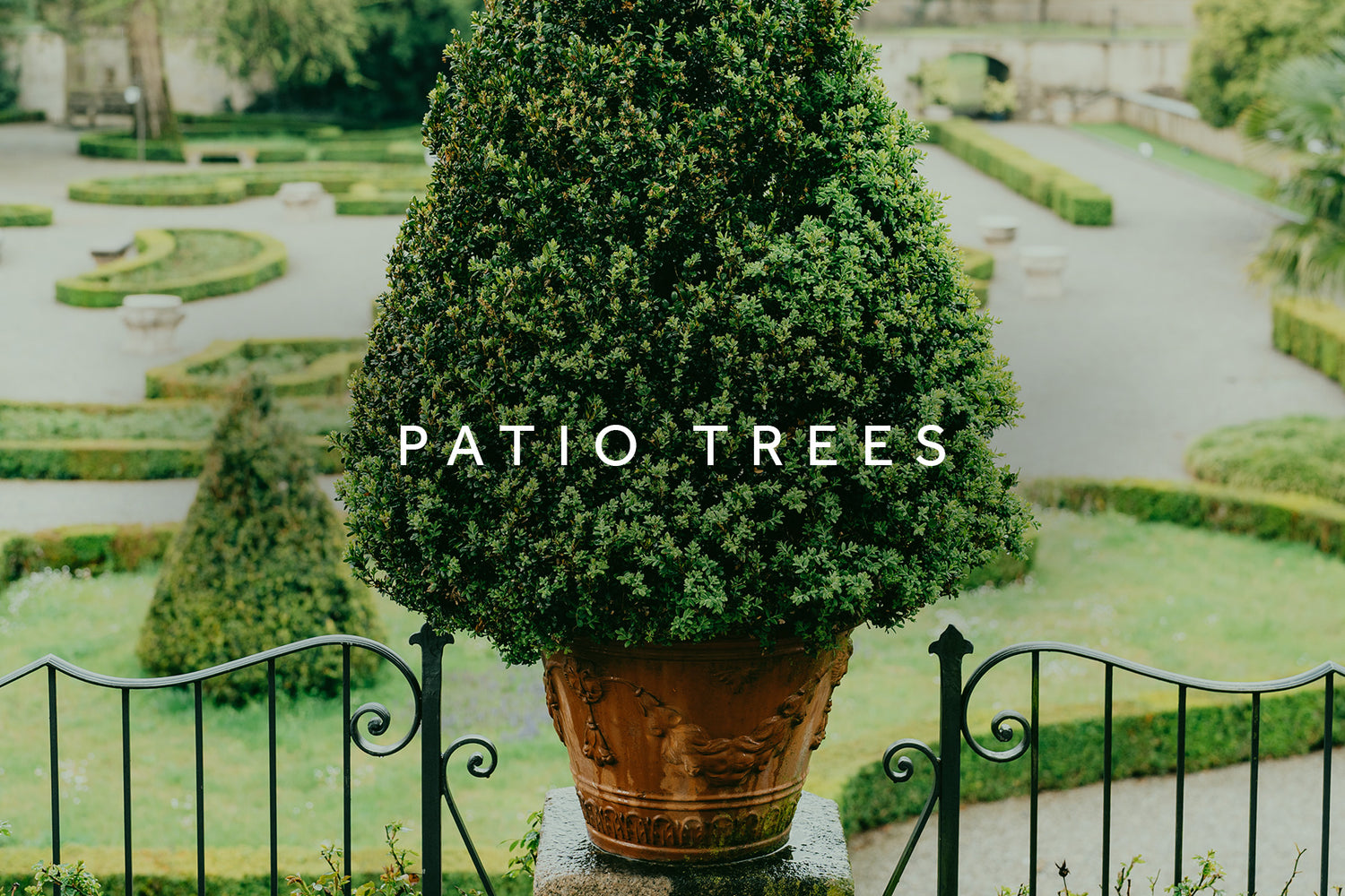 Patio trees