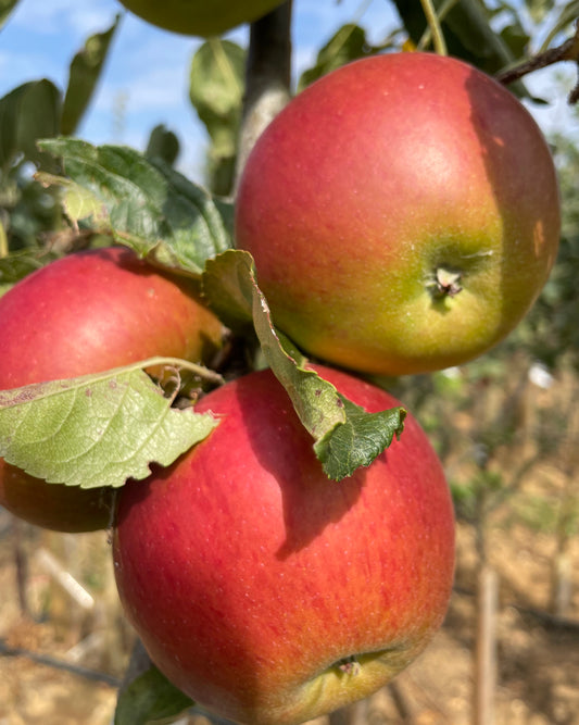 Apple - Gala