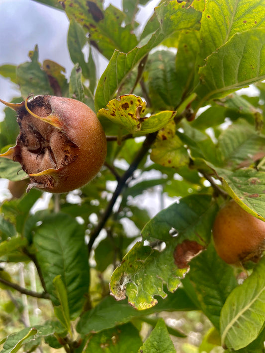 Medlar - Nottingham