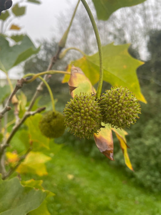 London Plane - Platanus Hispanica