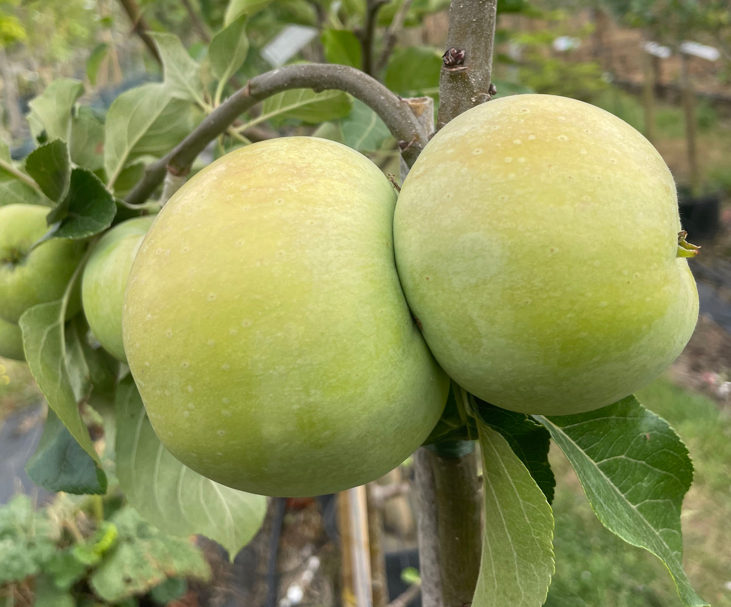 Apple - Reverend W Wilks