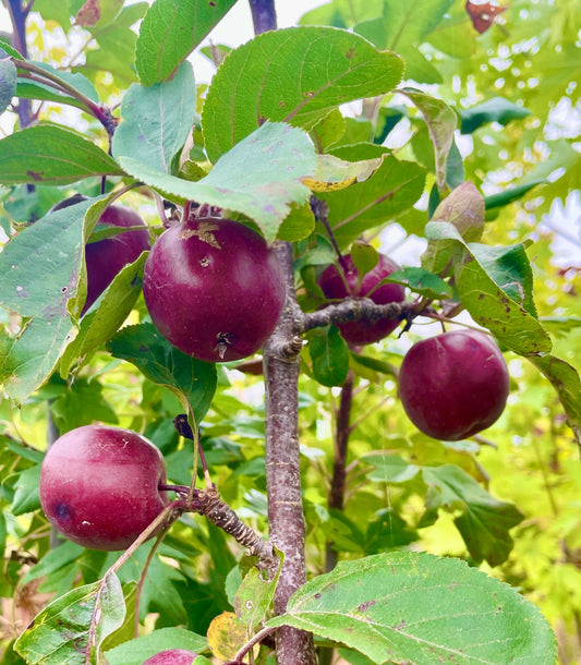 Malus Maypole