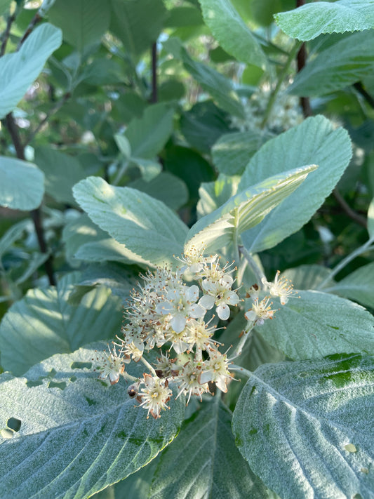 Sorbus Aria Lutescens