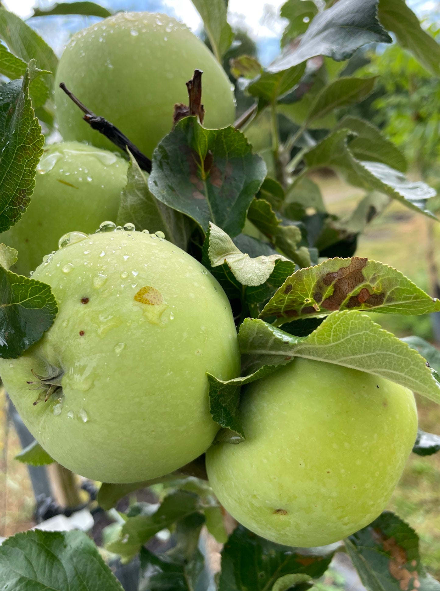 Apple - Reverend W Wilks