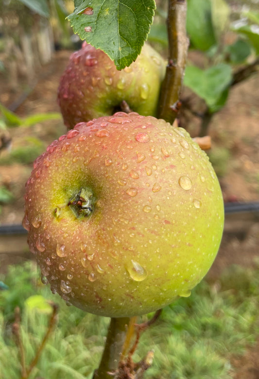 Apple - Charles Ross