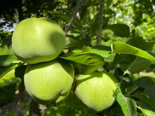 Patio Tree - Apples
