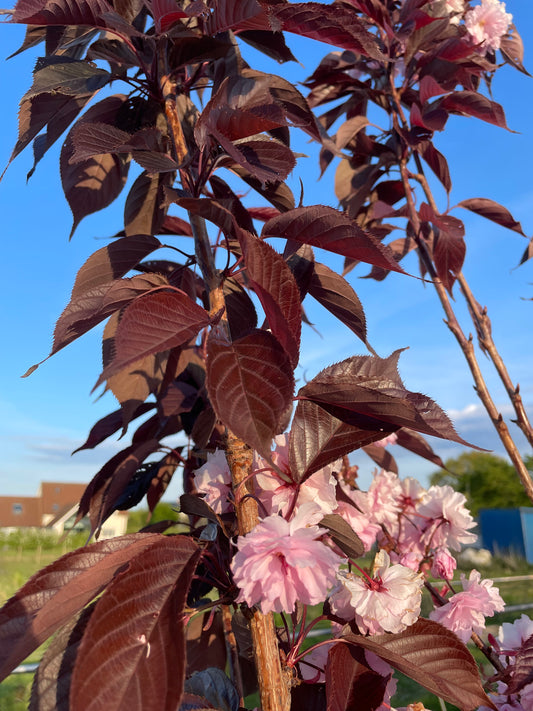 Flowering Cherry - Prunus Royal Burgundy