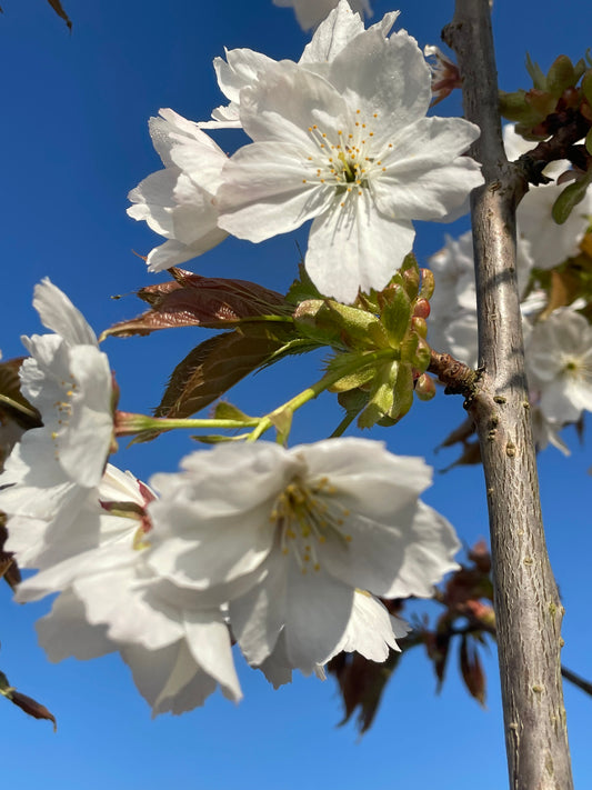 Flowering Cherry - Prunus Tai Haku White