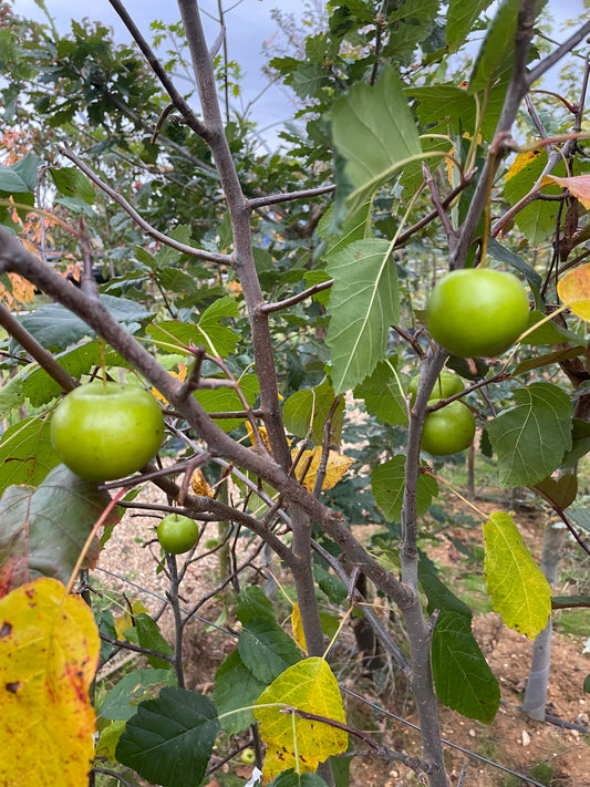 Crab Apple - Malus Elk River
