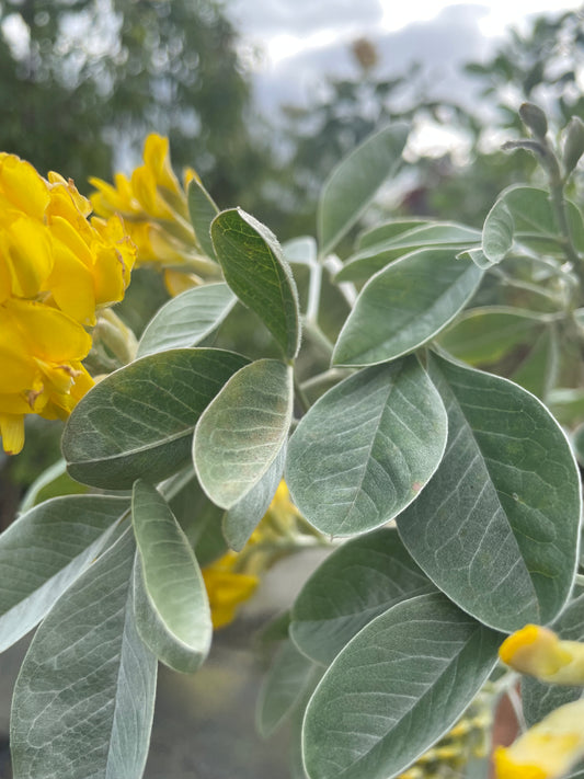 Cytisus Battandieri - Pineapple tree