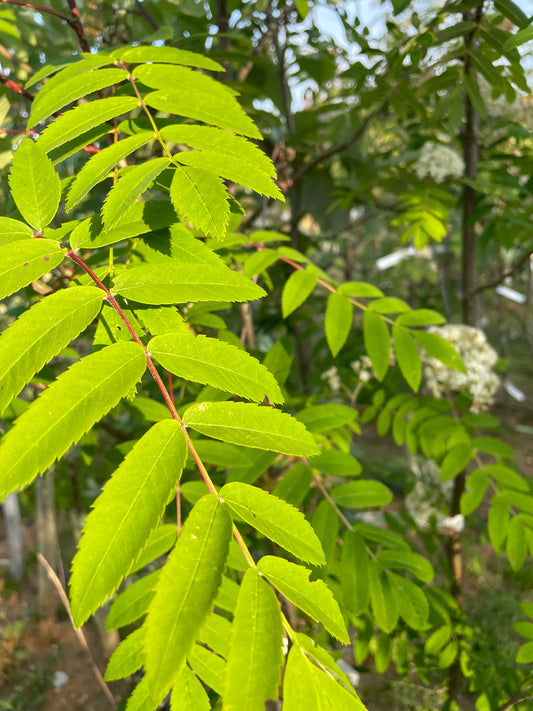Sorbus - Apricot Queen