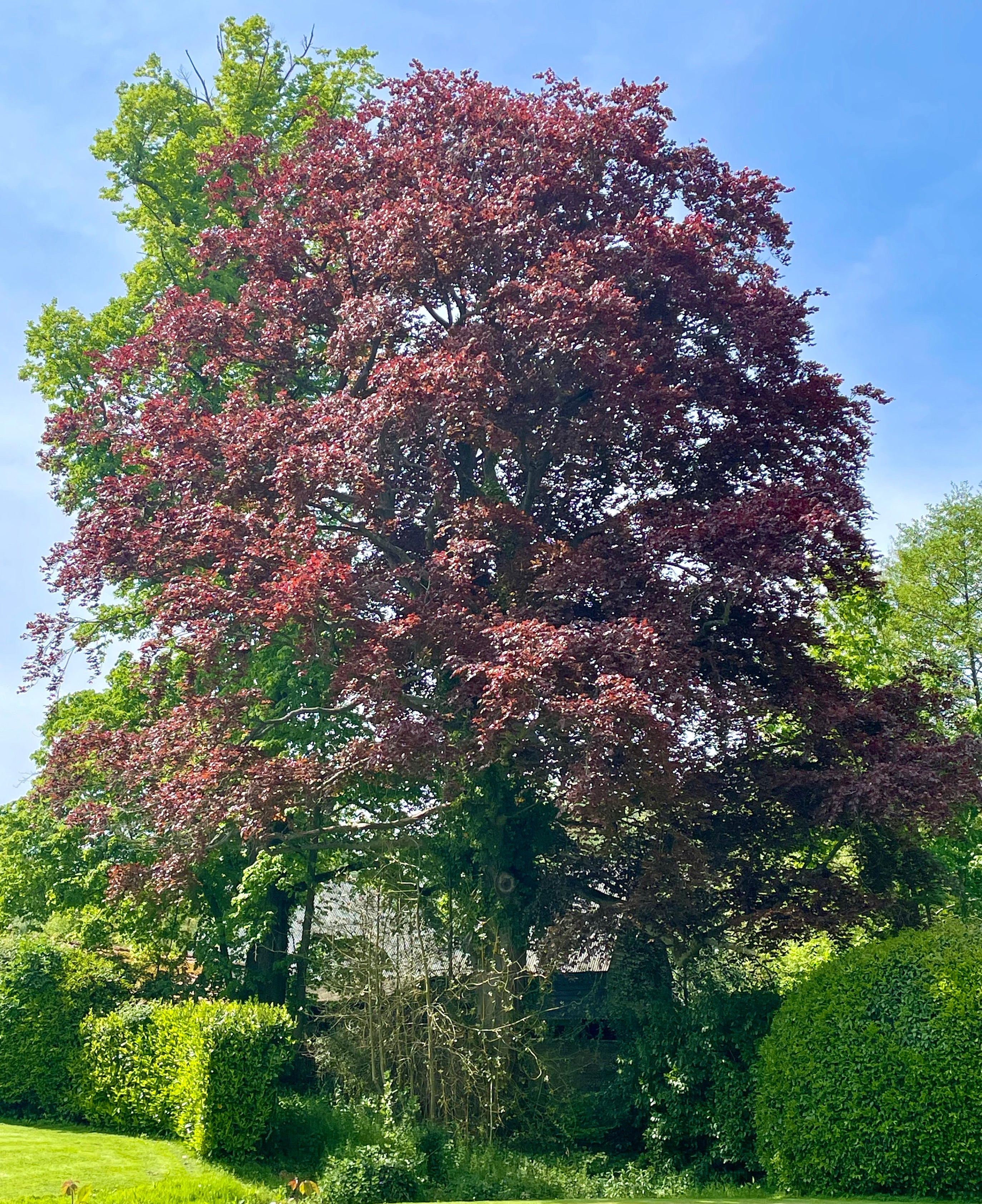 Beech - Copper Beech – Birds Farm Trees