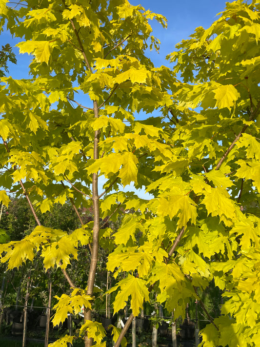 Acer - Princeton Gold