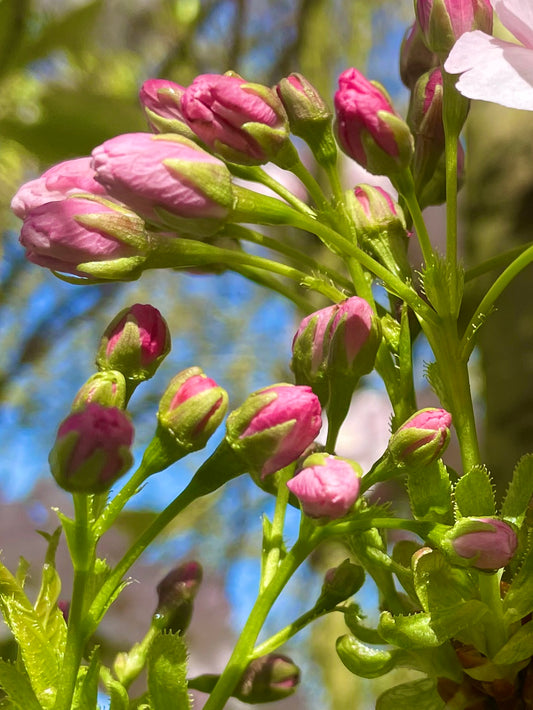 Flowering Cherry - Prunus Amanogawa