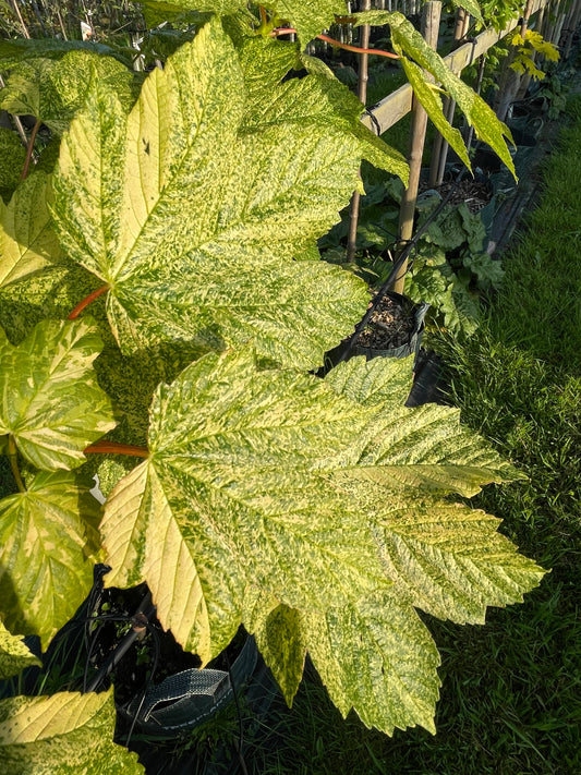 Acer - Leopoldii