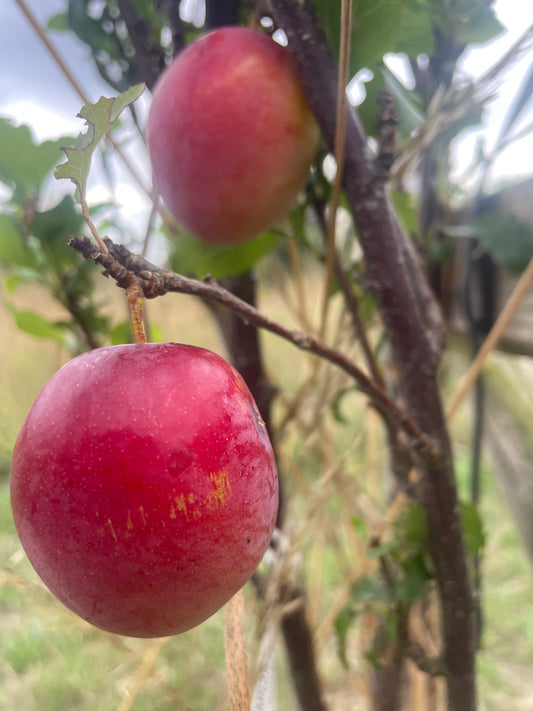 Mirabelle - Ruby Columnar