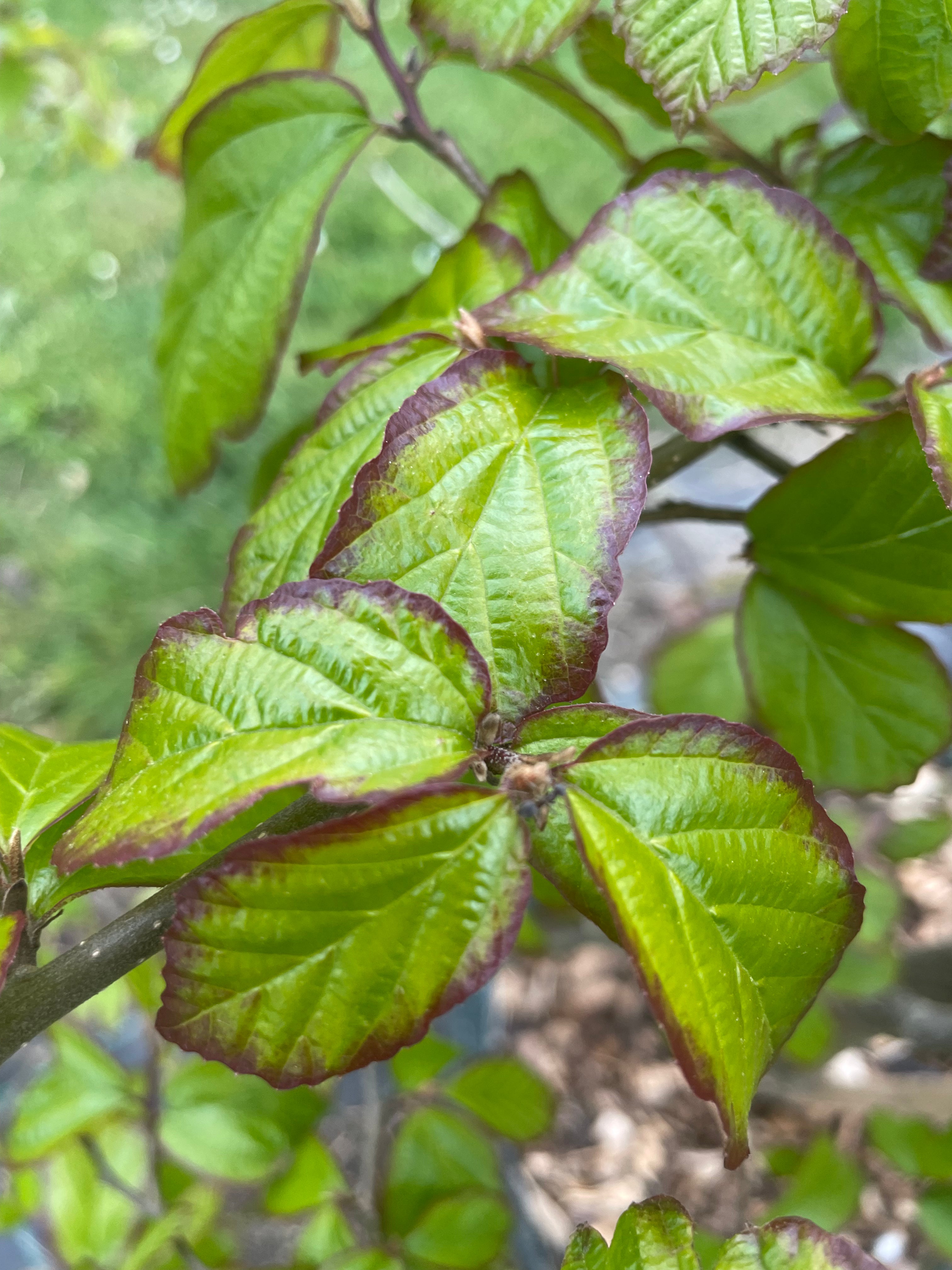 Parrotia Persica - Ironwood Tree – Birds Farm Trees