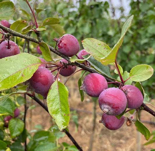 Crab Apple - Malus Neville Copeman