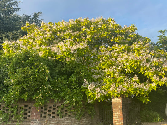 Indian Bean Tree - Catalpa Bignonoides