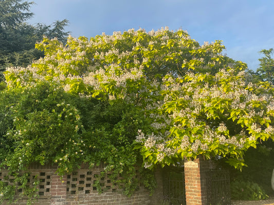 Indian Bean Tree - Catalpa Bignonioides "Aurea"