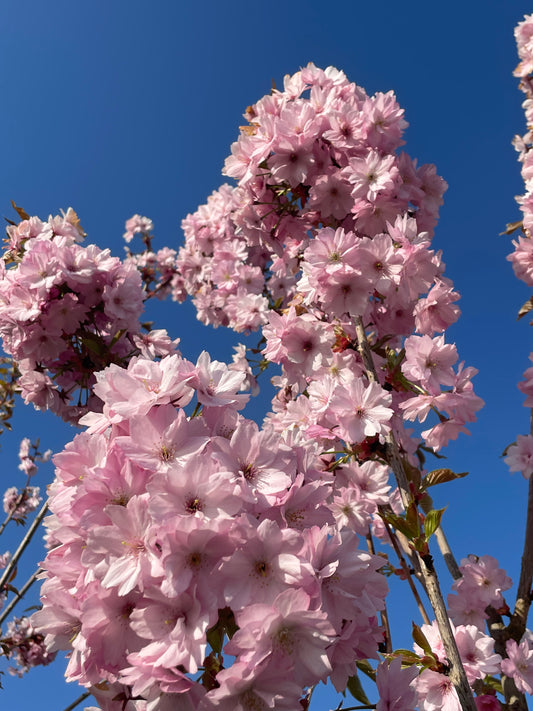 Flowering Cherry - Prunus Beni Yukata