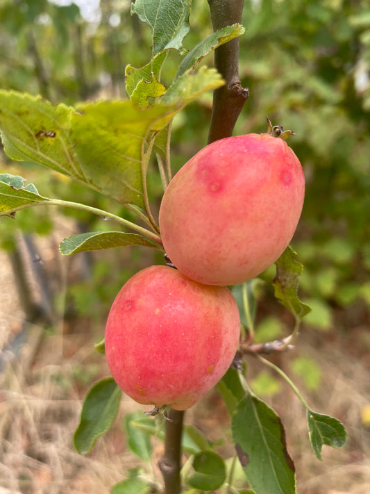 Crab Apple - Malus Jelly King