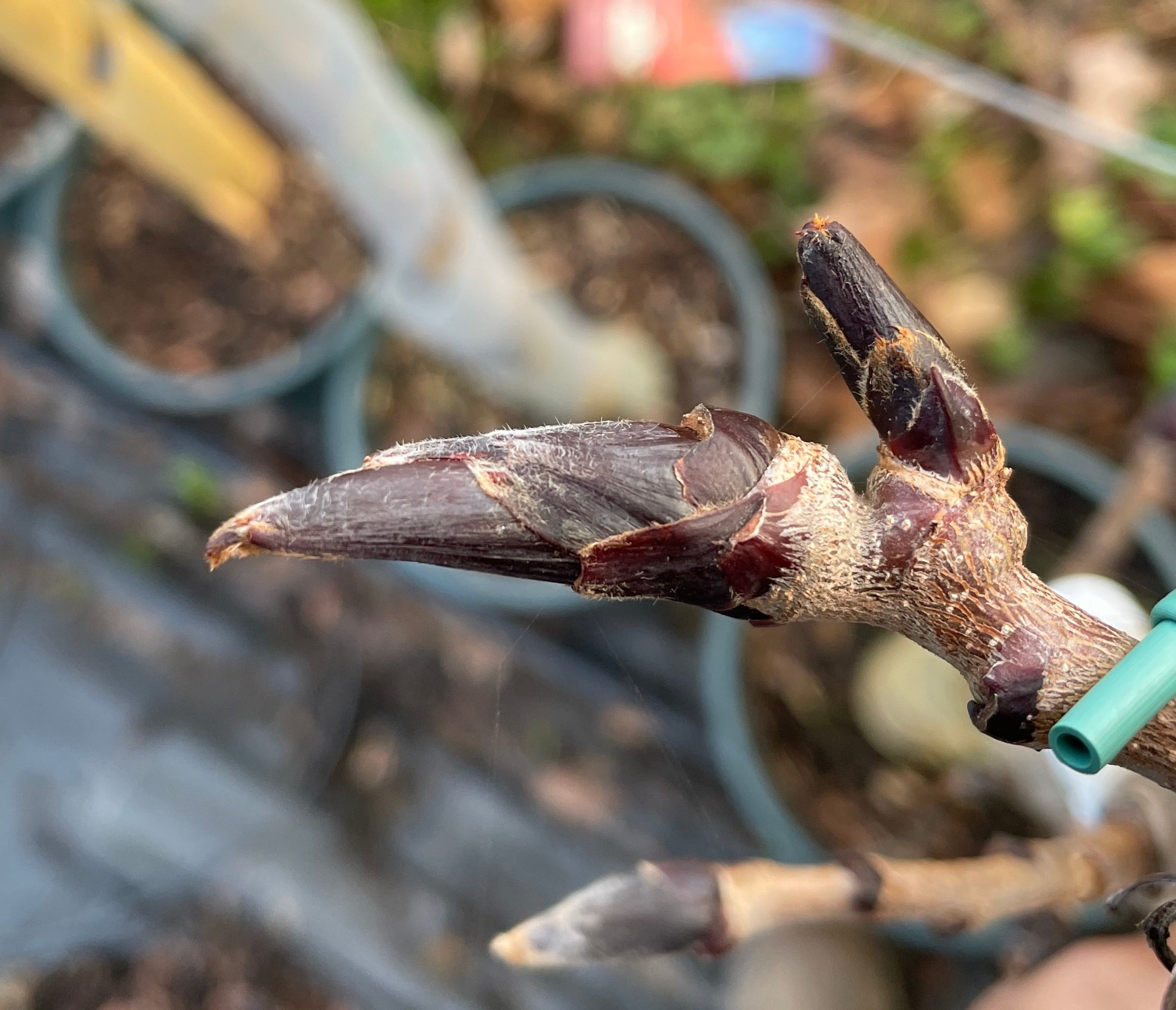 Sorbus Ravensbill – Birds Farm Trees