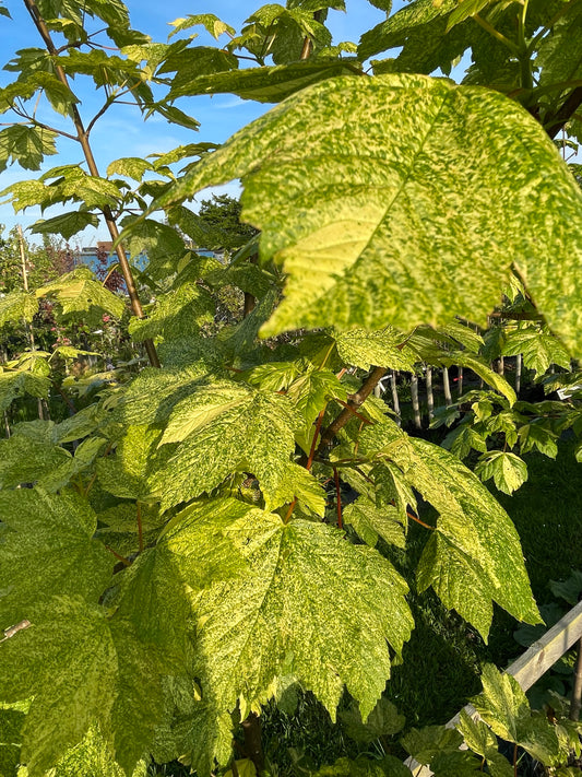 Acer - Leopoldii