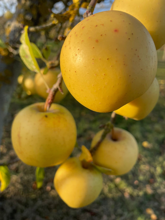 Apple - Golden Delicious