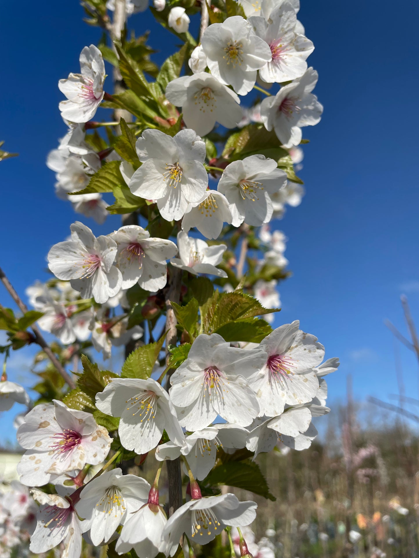 Flowering Cherry - Prunus Snow Goose