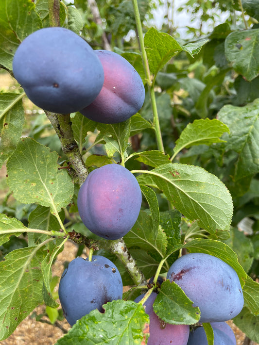 Plum - Czar